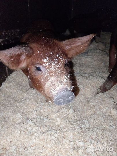 Поросята дюрок