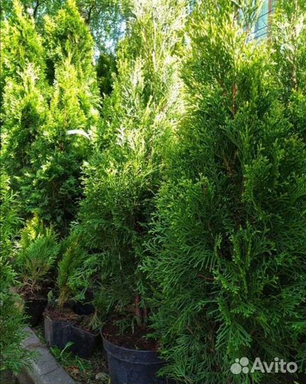 Туя Смарагд, Даника, Можжевельник скальный