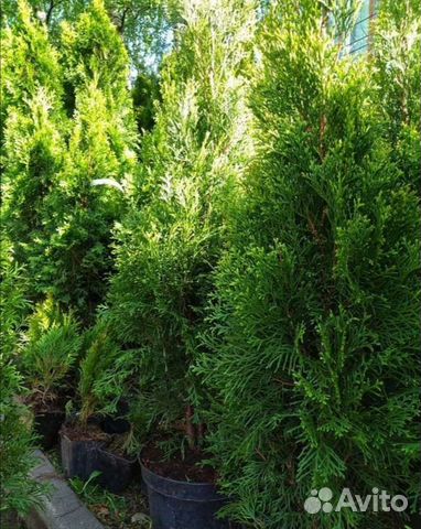 Туя Смарагд, Даника, Можжевельник скальный