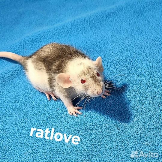 Крысята дамбо мальчики марбл
