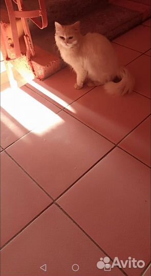 Кошка в дар