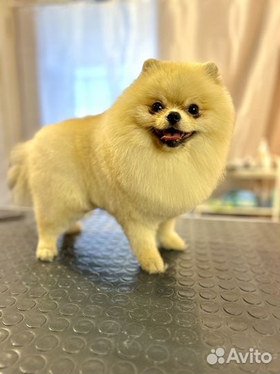 Груминг собак и кошек