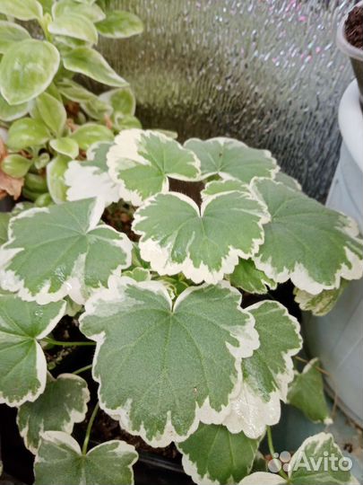 Пеларгония герань