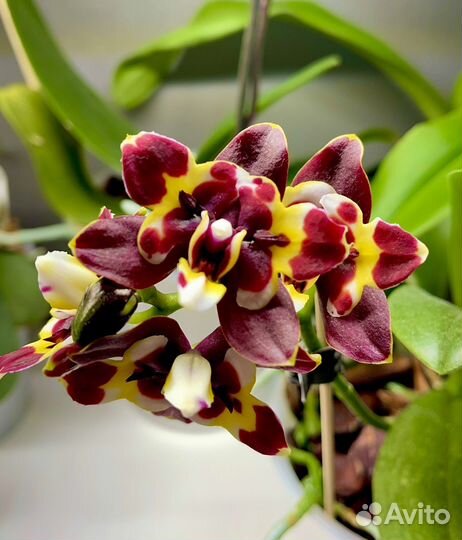 Фаленопсис бабочка Yaphon Star Dimond