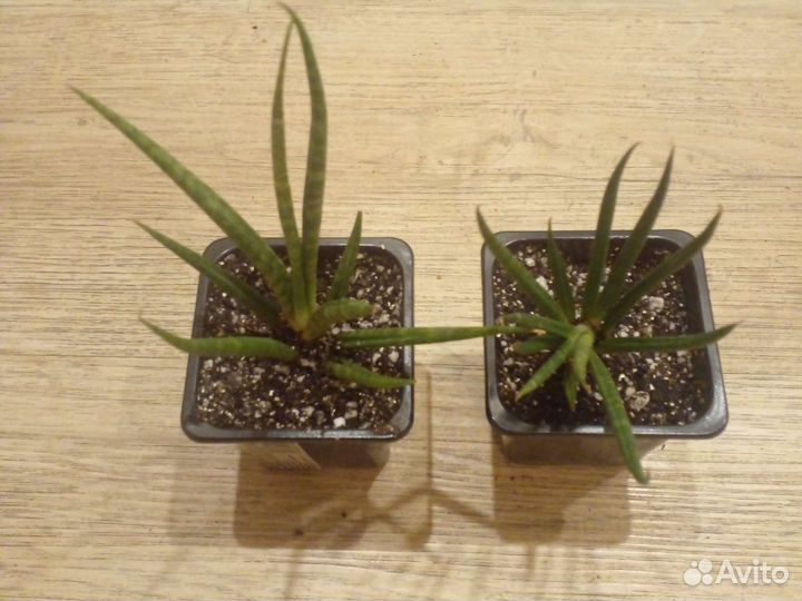 Сансиеверия