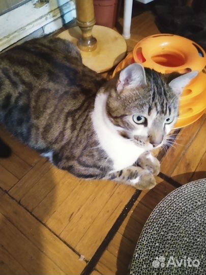 Шикарный молодой котик Бун,метис,2 годика,в дар