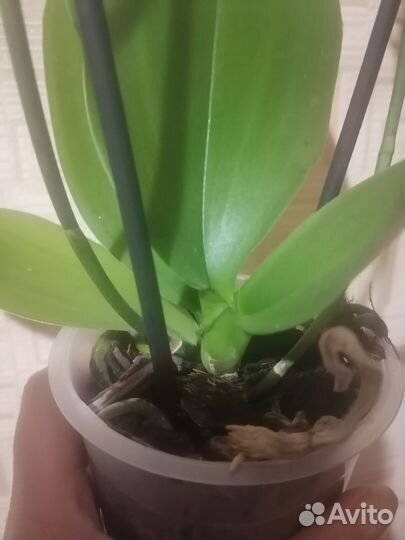 Орхидея фаленопсис