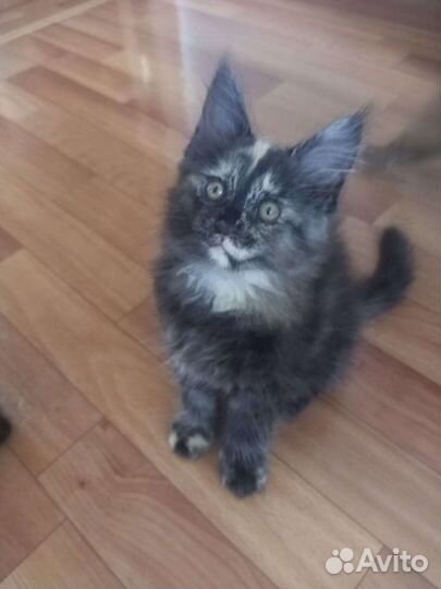 Котята мейнкуна