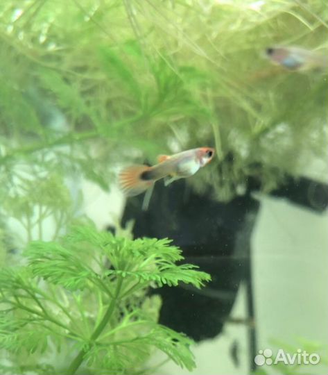 Молодь гуппи Кои (чистая линия)