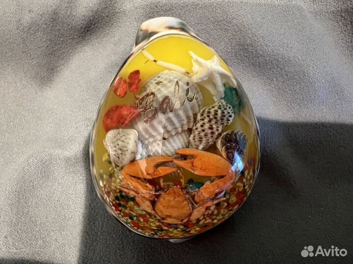 Ракушка с моря/ остров Бали