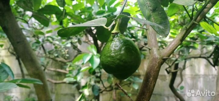 Лимон (плодоносящий черенок)