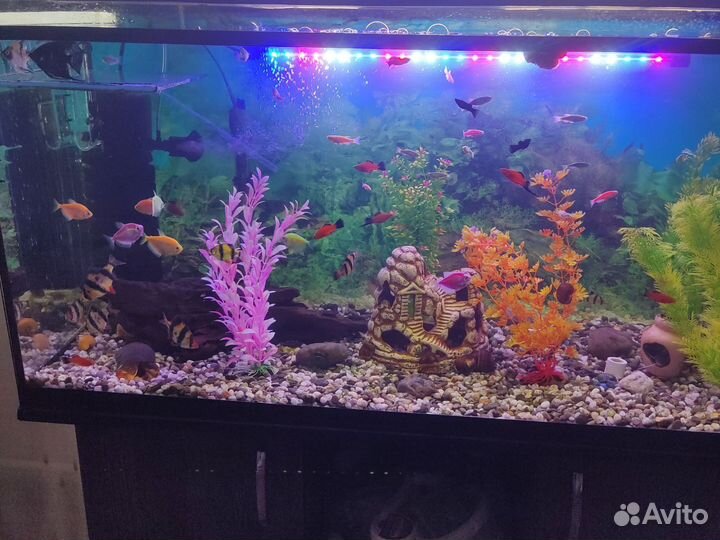 Аквариум тумба содержимое и все аксессуары к нему
