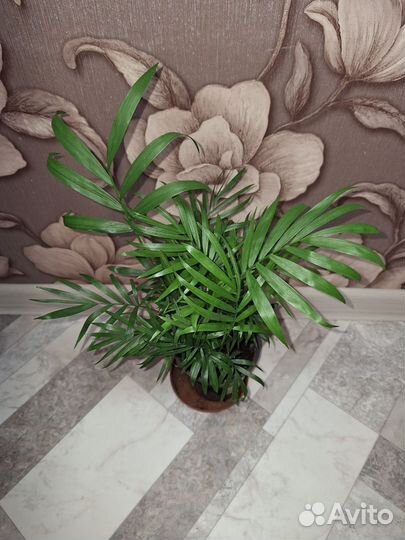 Пальма хамедорея