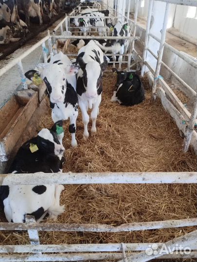 Телята бычки