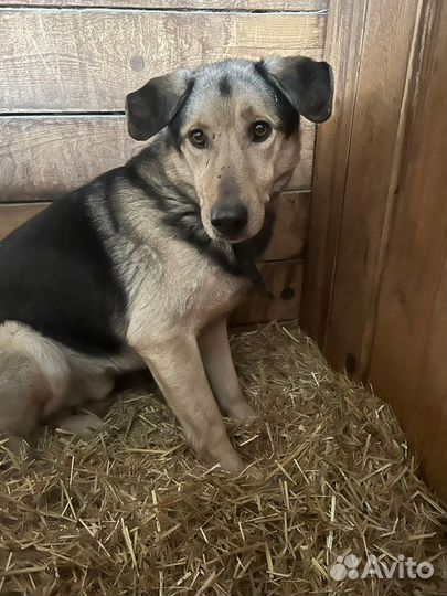 Собака в добрые руки, помогите найти дом