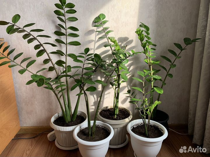 Замиокулькас