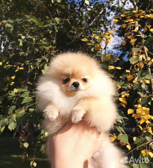 Супер микро-шпиц