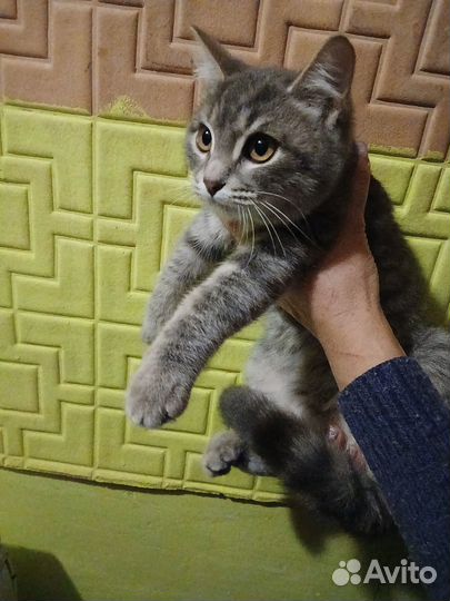 Шикарный котенок ищет семью