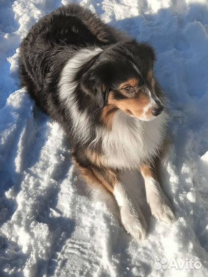 Передержка собак