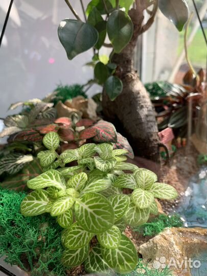 Флорариум с бонсай