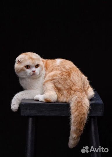 Шотландский вислоухий кот