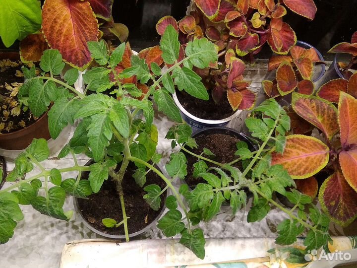 Рассада помидор