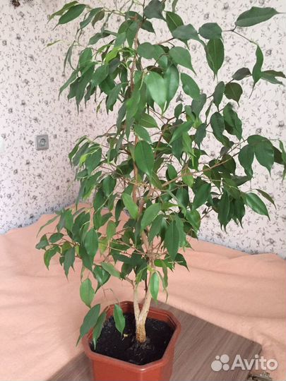 Фикус Бенджамина
