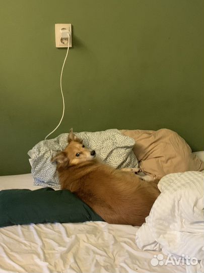 Выгул и передержка собак в Красногвардейском р-не