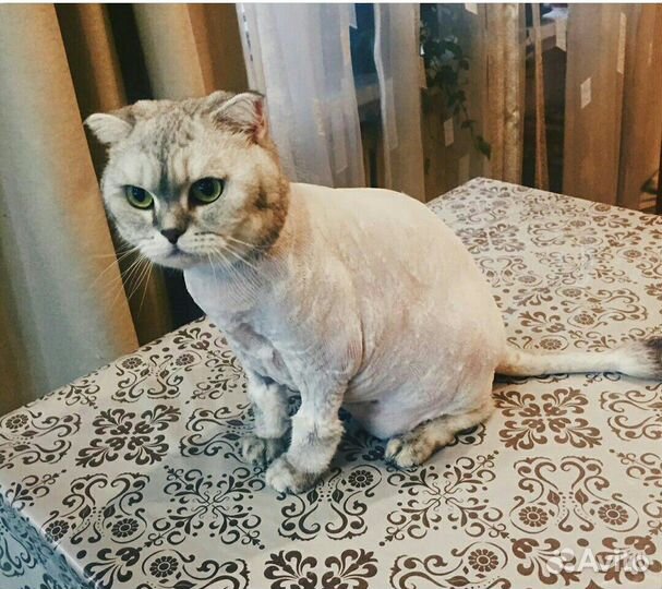 Стрижка (груминг) собак и кошек, Русановская ул