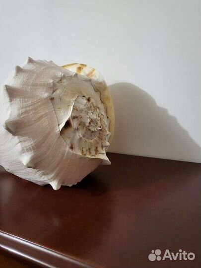 Ракушка морская большая