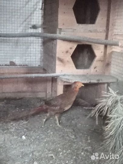 Гуси, фазаны, перепёлки, петухи