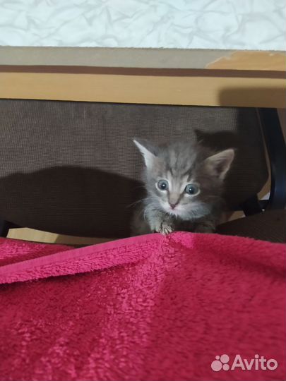 Котёнок