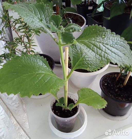 Мята домашняя, миртовое дерево