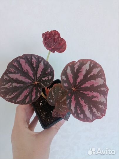 Бегония декоративно лиственная