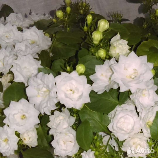 Кампанула белая махровая