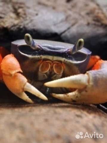 Краб радужный