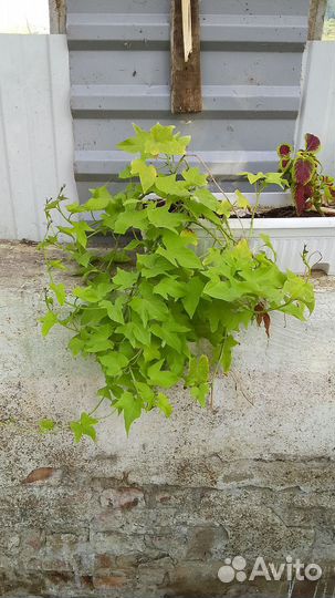 Ипомея батат