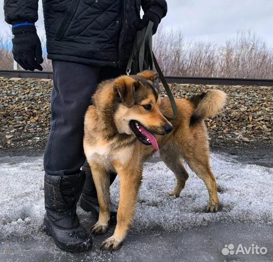 Пёс Харди верный друг и отличный охранник ищет дом