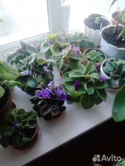 Комнатные цветы