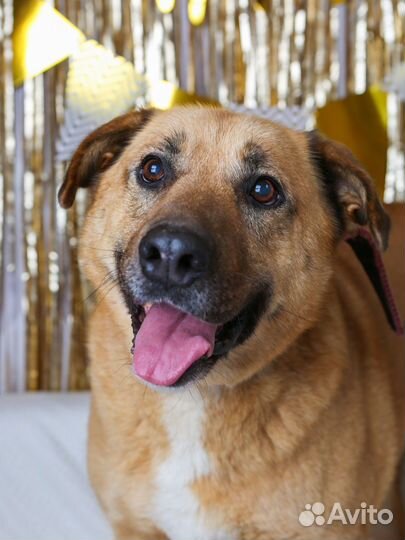 Собака ищет дом