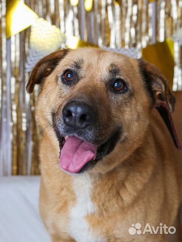 Собака ищет дом