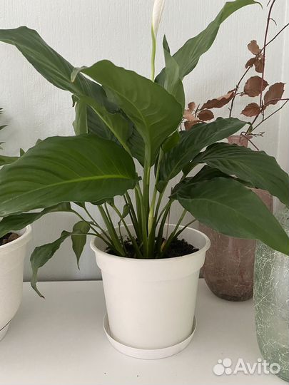 Спатифиллум (женское счастье)