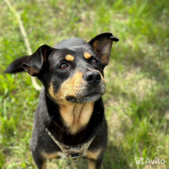 Милейший пёсик оказался в приюте