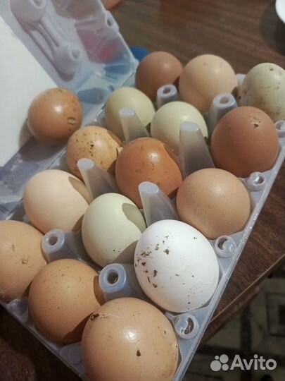 Домашние яйца крупные