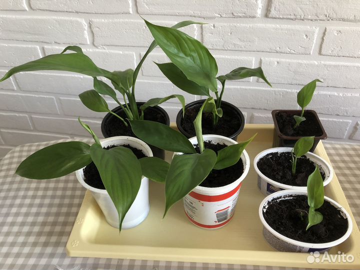 Спатифиллум «Женское счастье» отростки