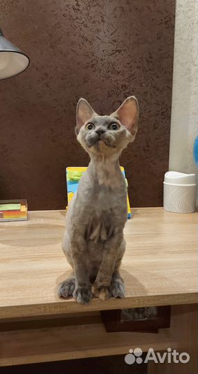 Девон-рекс девочка