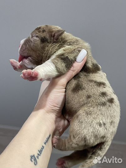 Щенки американского булли