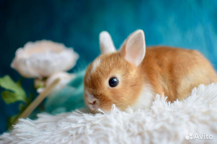 Пушистое счастье. Карликовые, декоративные кролики