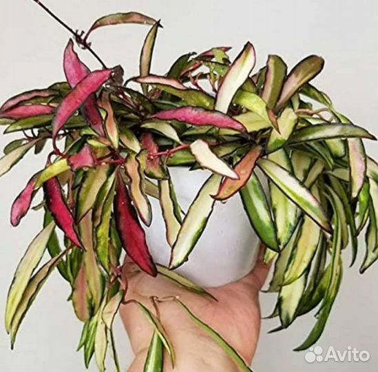 Хойя вайети триколор, Аглаонема Грин Леди