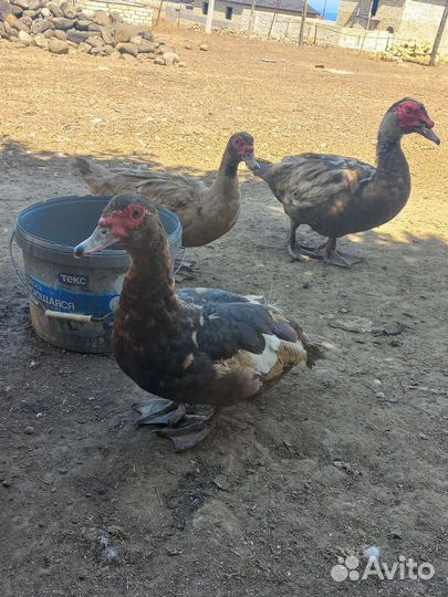 Индоутки самки самцы